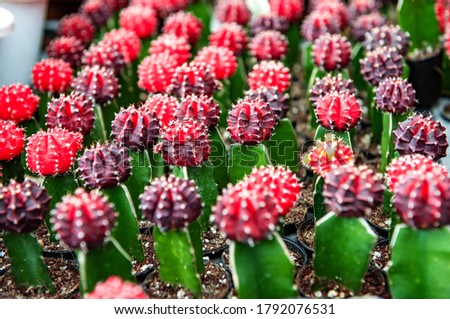 Colorful of cactus tree in the garden. Cactus is a plant that grows in desert or arid land, beautiful and elegant naturally. For cactus lover.