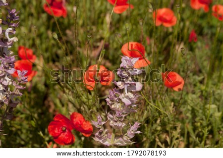 
Poppies in the sweet sage field
