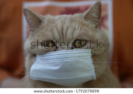 Medical mask on cat for protection of Coronavirus Covid19 virus selective focus on eyes
