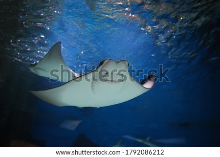 cownose ray swimming in the water,  
fish underwater in the aquarium Royalty-Free Stock Photo #1792086212
