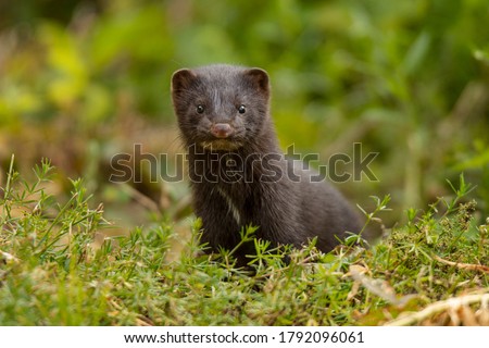 Jung american mink on green grass close-up Royalty-Free Stock Photo #1792096061