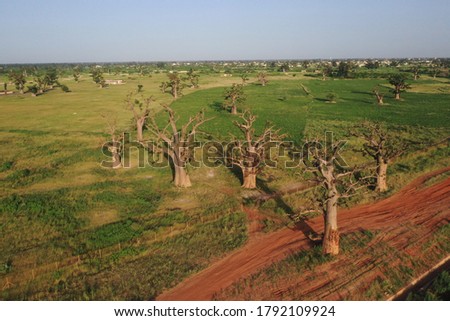Aerial view of Baobab Trees