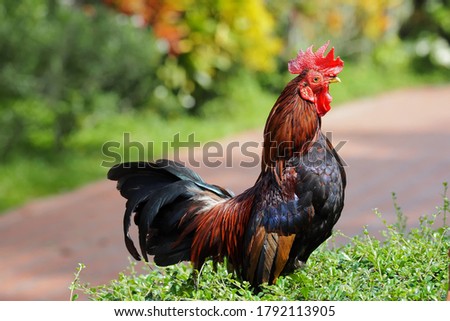 Beautiful Colorfu bantam chicken resting on a bush.With face and eyes, bantam in a relaxed mood.