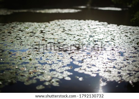 Pond in the sun and green water lilies.