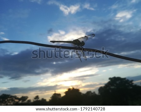 the dark picture is of dragonfly take at the evening time. 