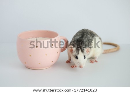 Black and white rat sniffs milk in a ceramic pink cup. On a white background.