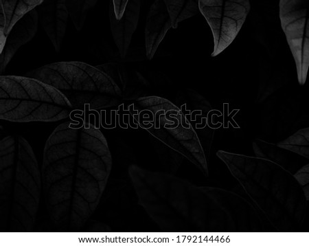 Beautiful abstract color gray and white flowers on dark background and light pink flower frame and dark leaves texture, dark background, colorful graphics banner, white leaves, black leaves