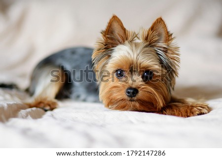 Cute dog photography, yorkshire terrier photo Royalty-Free Stock Photo #1792147286