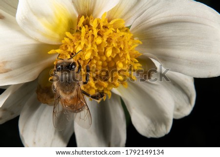 Bee on a flower in close-up