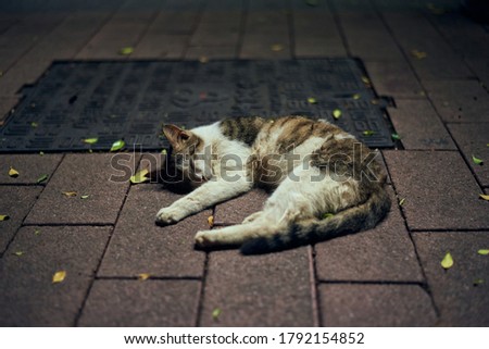 A lonely stray cat sleeping on the street