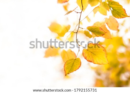 Autumn background with orange, yellow leaves and golden sun lights, natural bokeh. Fall nature white background with copy space