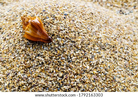 Sea sand with seashells as background, space for text. Full Frame Shot Of Sand.