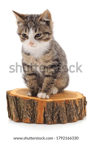 Kitten on the stump isolated on white background.