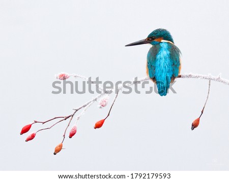 An old dream came true when I photographed this kingfisher in a snowy setting. Royalty-Free Stock Photo #1792179593