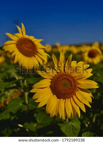 Michigan sunflower