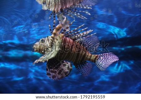 Lionfish (dendrochirus zebra), fish in an aquarium
