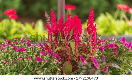 Macro Red Celosia in Garden