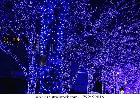 Christmas illuminations that decorate the roadside trees of the city