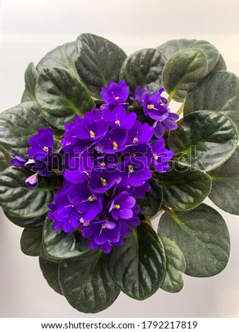 African violets in vibrant purple indoor plant in flower pot directly above view isolated on white, floral wallpaper background with purple violets
