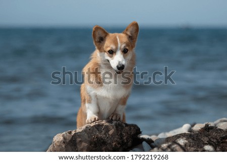 red corgi dog on the beach