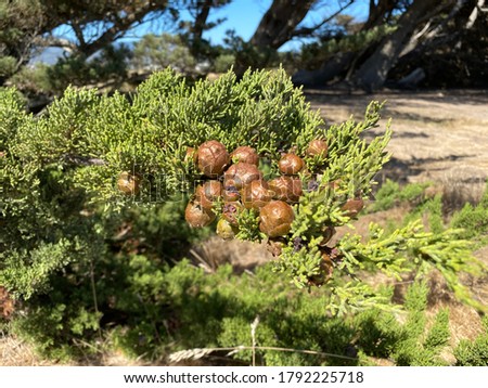 Santa Cruz Cypress/Cedar Cones (cupressus abramsiana) tree near Half Moon Bay, California, USA