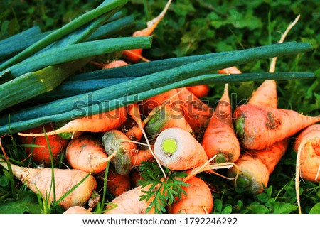 Carrots are a wonderful, healthy product.
