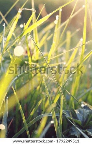 Morning grass with dew and freshness.