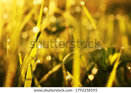 Morning grass with dew and freshness.