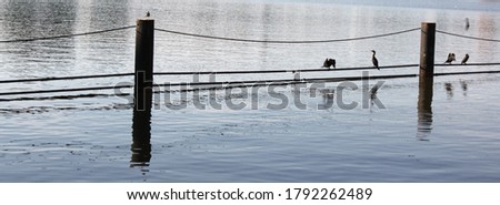 Waterscape of various birds perched on lines and posts in the Inner Harbor of Baltimore, Maryland