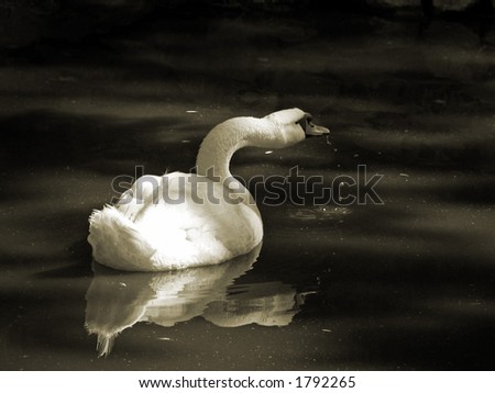 Artistic picture of the beautiful swan taking food from the water