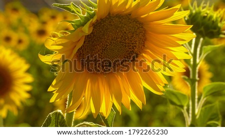 Close up of sunflowers in the Provence France - travel photography