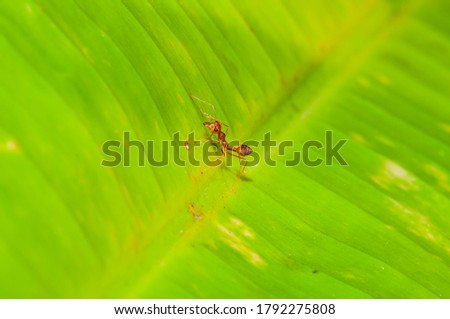 Action of red ant on leaf, Thailand.