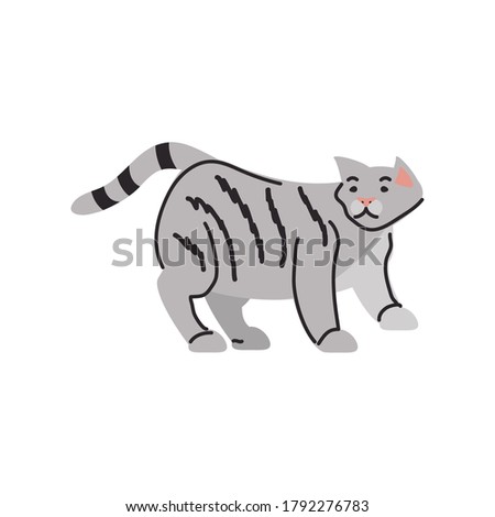 cute domestic cat on white background vector illustration design