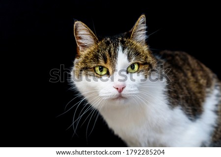 Portrait of tabby cat with amber eyes looking in camera on isolated black background