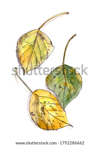 autumn herbarium, yellow green brown autumn poplar leaves on a white background, watercolor drawing