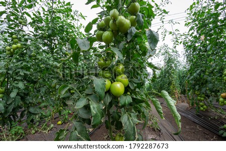 Photograph of two red tomatoes with disease that rot the fruit, in the Valle del Cauca Colombia.
