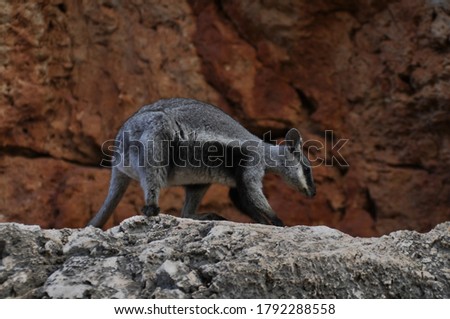 A black flanked rock wallaby (warru) against the brilliant red of its rocky home. These small marsupials are skilled rock hoppers and take protection living on the cliffs of gorges.