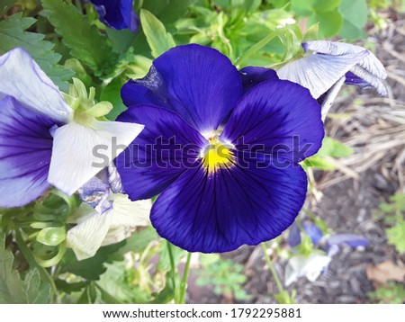 A beautifull purple pansy in full bloom