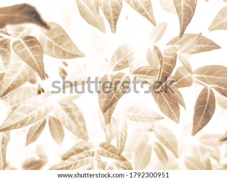 Beautiful abstract color brown and yellow flowers on white background and orange flower frame and brown leaves texture, brown background, orange and gold love banner, orange isolated background 