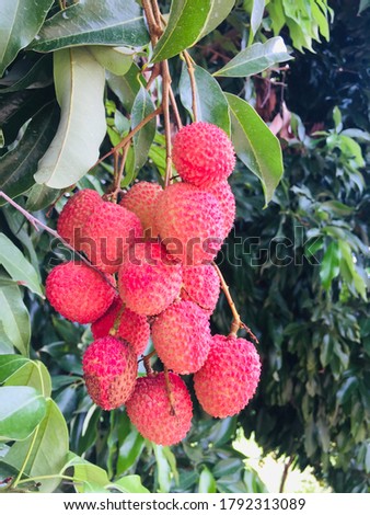 Beautiful picture of litchi in tree
