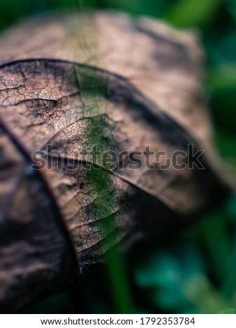 Close up of an autumn leaf