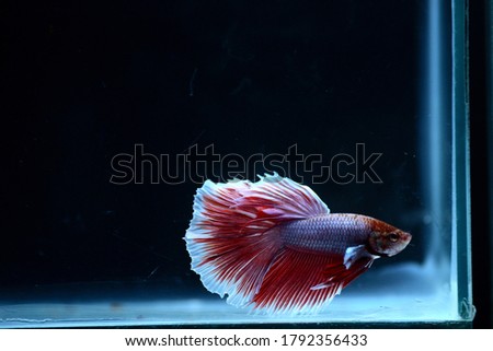 Betta fish isolated on black background. White body and red mix white tail