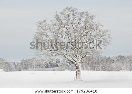Winter wonderland in snow covered forest and rural area. Latvia