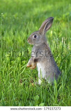 Little rabbit on green grass background