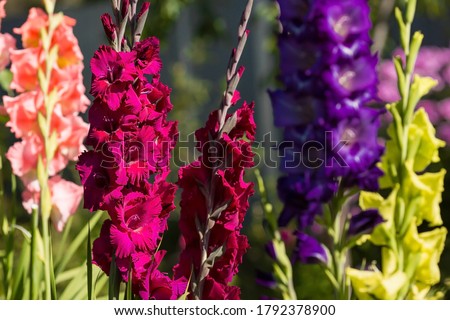 Gladioli, sword-Lilies, multicolored gladioli bloom in the garden. Close-up of gladiolus flowers. Bright gladioli bloom in summer. Large flowers and buds on a green background. Royalty-Free Stock Photo #1792378900