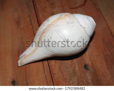 the shell or conch on the wooden table ruff texture background
