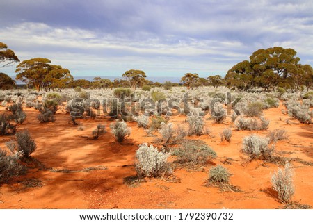 Credo Station camp ground, Mt Burges, Western Australia.