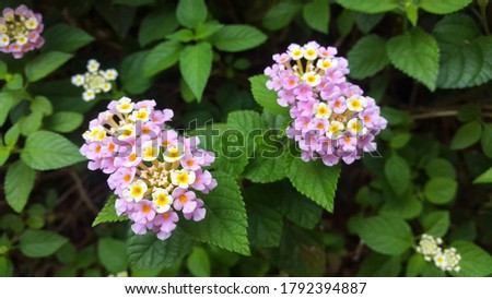 Lantana camara or Shrub verbenas or Lantana flower blooming on green leaf background. The flowers typically change color as they mature, resulting in inflorescences that are two or three colored.