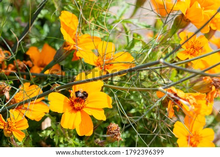 Closeup picture of a bumblebee on a yellow flower. Picture from Copenhagen, the capital of Denmark