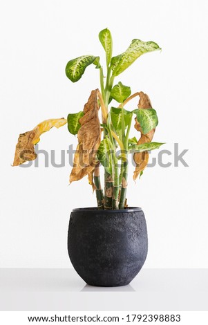 living room with dying house plant with browning, wilted leafs, dumb cane, Dieffenbachia on a clean white background Royalty-Free Stock Photo #1792398883